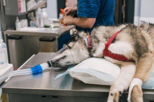 mechanical ventilation can provide critical support while the veterinary team focuses on monitoring the patient
