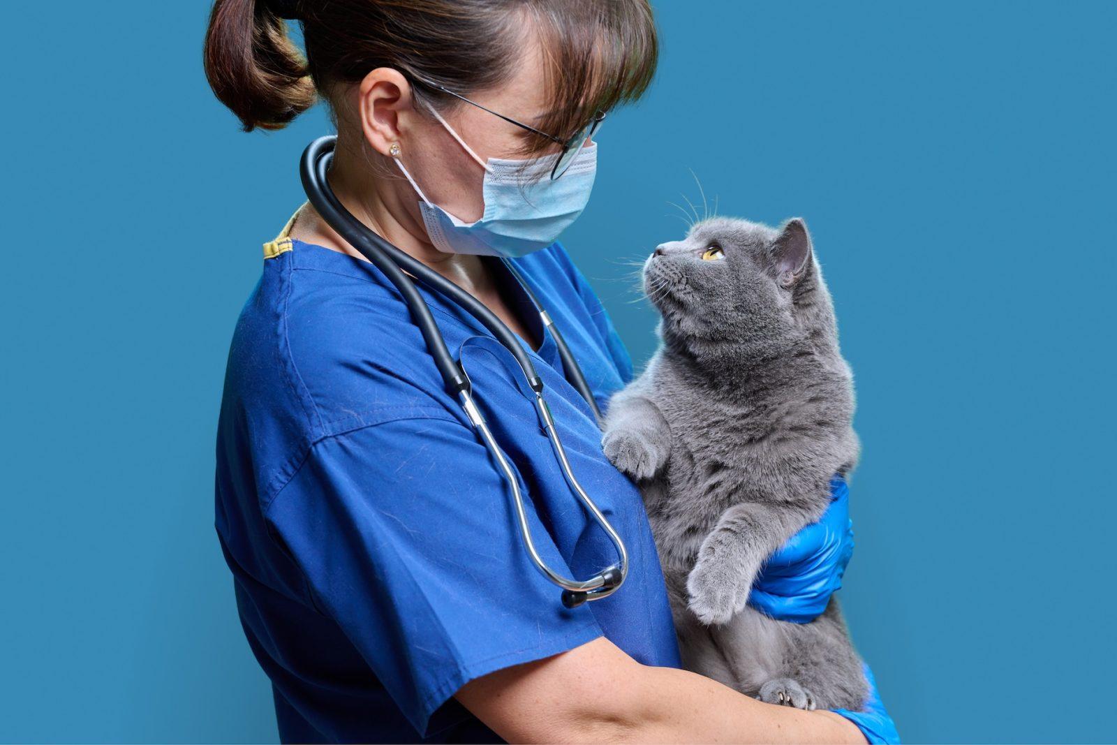 The Legal Risks of Poor Infection Control in Veterinary Settings blog thumbnail