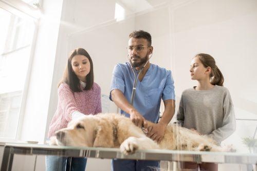 What pet owners may not know is that veterinary medicine has its own version of a remarkable procedure that can use a patient's own blood to help save their life.