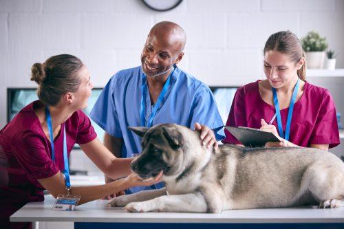 Recognize Traumatic Brain Injury in Veterinary Patients with AMC Training